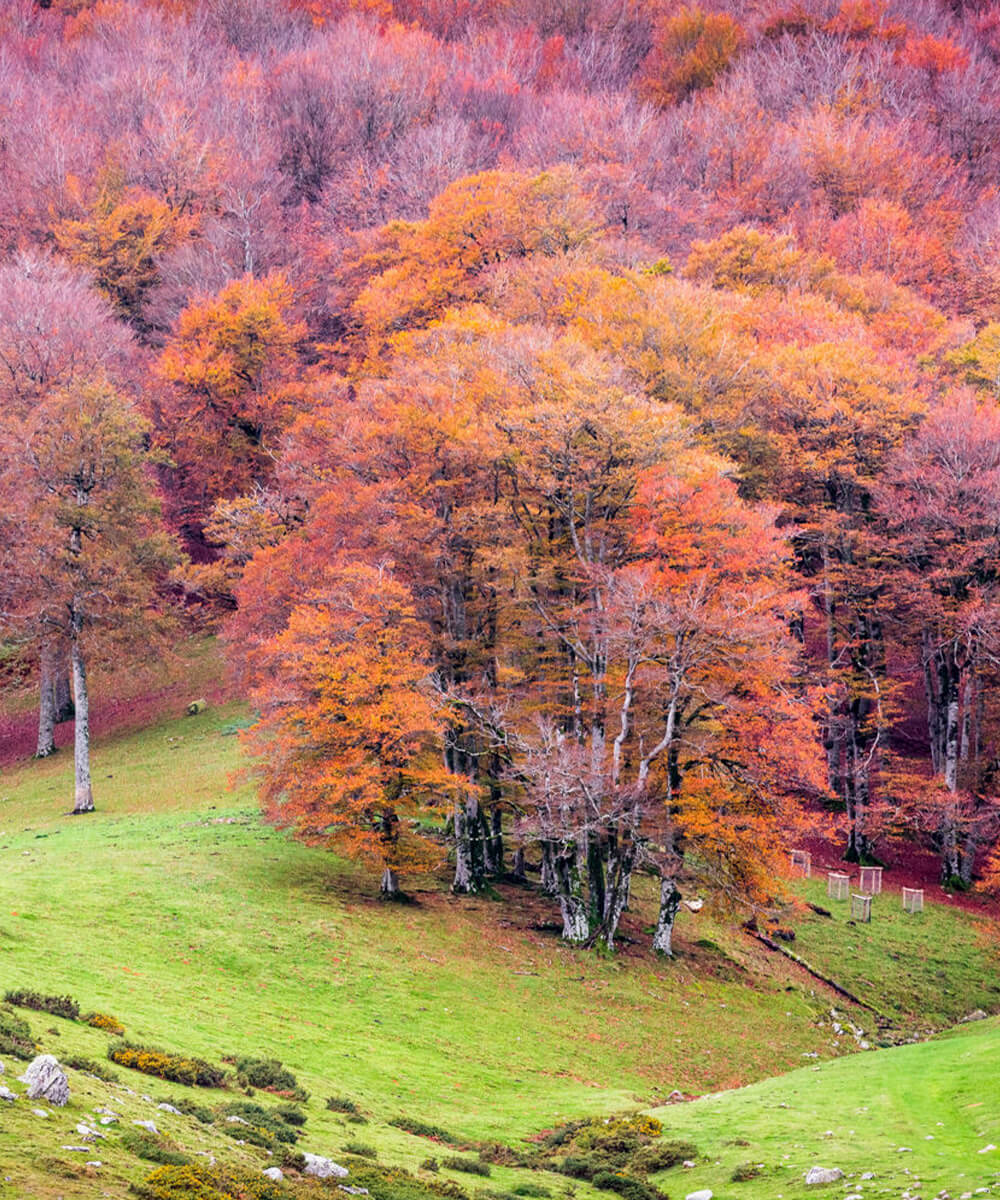 Caja Mágica de Otoño 🍂